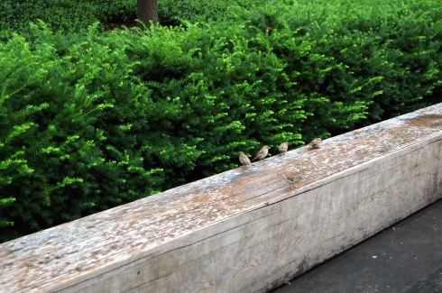 Sparrows in Millennium Park