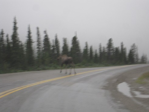 Moose in the Mist, British Columbia (wish it wasn't so blurry!)