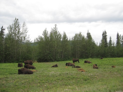 Wood bison (including many babies!), BC