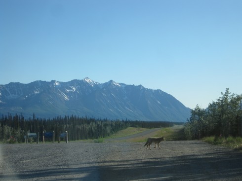 Coyote at rest stop, Yukon